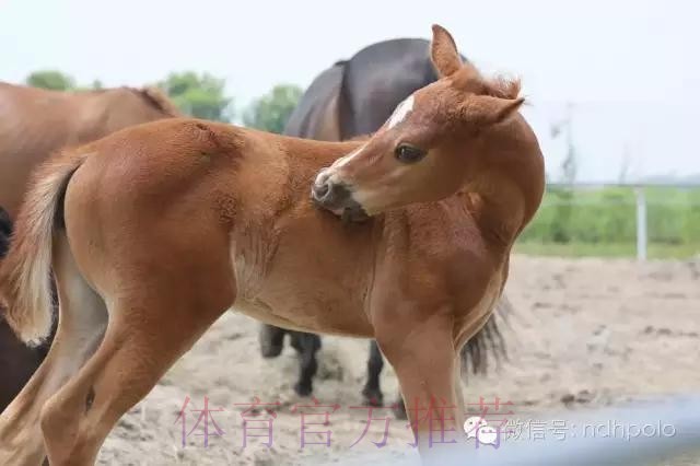 馬體會對賽硬淨值捧